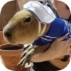 Капибарность @Capybaraness 11
