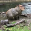Капибары by @tiktok4memes 8