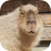 Капибарность @Capybaraness 12
