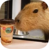 Капибарность @Capybaraness 13