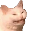 cats cats cats! 11