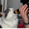 cats^3 13