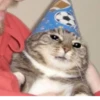 cats^3 14