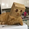 cats^3 15