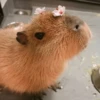 Капибары by @tiktok4memes 10