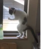 cats^3 16