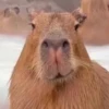Капибары by @tiktok4memes 11