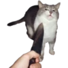 cats cats cats! 13