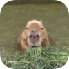 Капибарность @Capybaraness 14