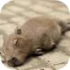 Капибарность @Capybaraness 15