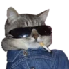 cats cats cats! 15