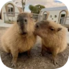 Капибарность @Capybaraness 16