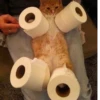 cats^3 18