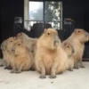 Капибары by @tiktok4memes 13