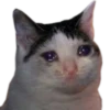 cats cats cats! 17