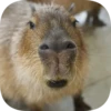 Капибарность @Capybaraness 19