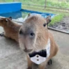 Капибары by @tiktok4memes 14