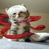 Kitten ghoul 9