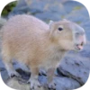 Капибарность @Capybaraness 21