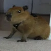 Капибары by @tiktok4memes 15