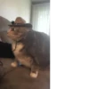 cats^3 20