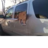 cats^3 21