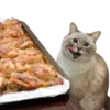 cats cats cats! 18