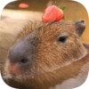 Капибарность @Capybaraness 22