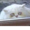 cats^3 22