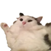 cats cats cats! 20