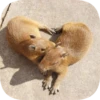 Капибарность @Capybaraness 25