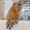 Капибары by @tiktok4memes 19