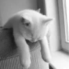 Black white cats @stickersb2b 8