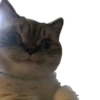 cats cats cats! 21