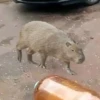 Капибары by @tiktok4memes 23