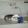 Kitten ghoul 11
