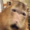Капибары by @tiktok4memes 25