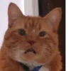 cats^3 24