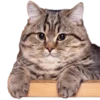 cats cats cats! 23