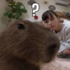 Капибары by @tiktok4memes 26