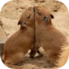Капибарность @Capybaraness 27