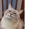 cats^3 25