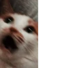 cats^3 26