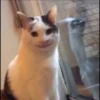 cats^3 28