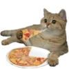 cats cats cats! 26