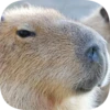 Капибарность @Capybaraness 28