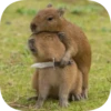 Капибарность @Capybaraness 29