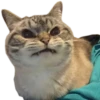 cats cats cats! 28