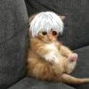 Kitten ghoul 13