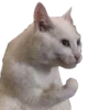 cats cats cats! 29